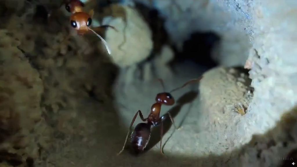 Soraprompt Ant Nest Pov Sweet Prompt